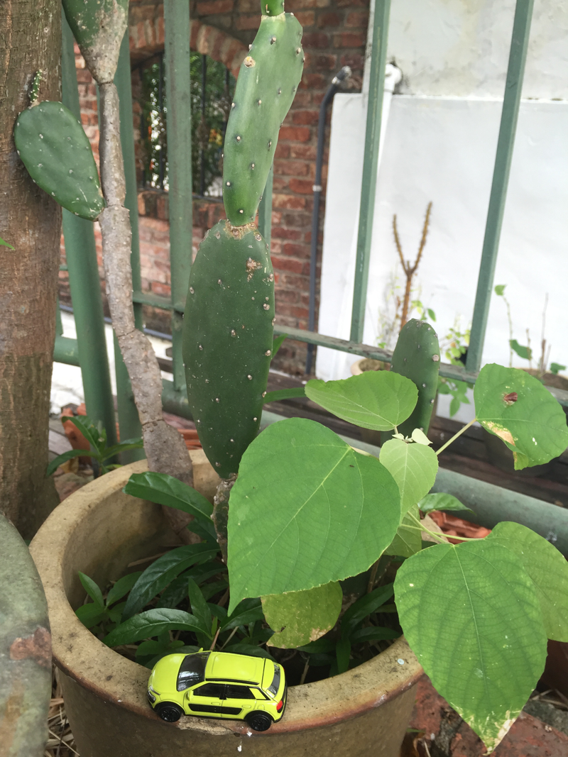 Cactus and cactus.